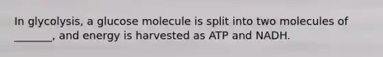 In glycolysis, a glucose molecule is split into two molecules of _______, and energy is harvested as ATP and NADH.