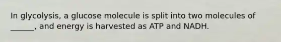 In glycolysis, a glucose molecule is split into two molecules of ______, and energy is harvested as ATP and NADH.