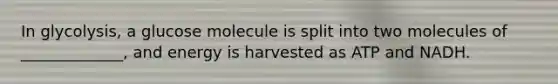 In glycolysis, a glucose molecule is split into two molecules of _____________, and energy is harvested as ATP and NADH.