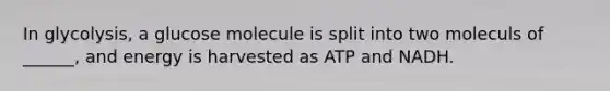 In glycolysis, a glucose molecule is split into two moleculs of ______, and energy is harvested as ATP and NADH.