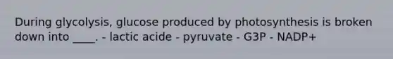 During glycolysis, glucose produced by photosynthesis is broken down into ____. - lactic acide - pyruvate - G3P - NADP+