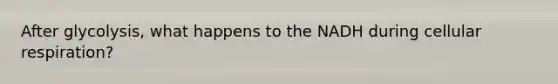 After glycolysis, what happens to the NADH during <a href='https://www.questionai.com/knowledge/k1IqNYBAJw-cellular-respiration' class='anchor-knowledge'>cellular respiration</a>?