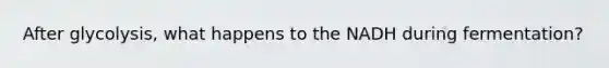 After glycolysis, what happens to the NADH during fermentation?