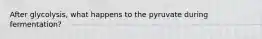 After glycolysis, what happens to the pyruvate during fermentation?