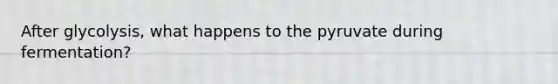 After glycolysis, what happens to the pyruvate during fermentation?