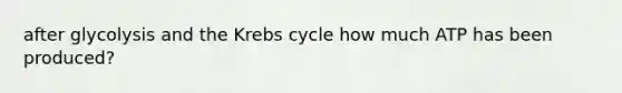 after glycolysis and the <a href='https://www.questionai.com/knowledge/kqfW58SNl2-krebs-cycle' class='anchor-knowledge'>krebs cycle</a> how much ATP has been produced?