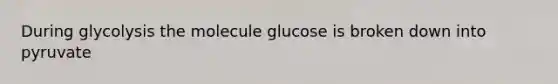 During glycolysis the molecule glucose is broken down into pyruvate