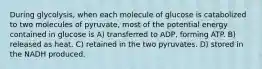 During glycolysis, when each molecule of glucose is catabolized to two molecules of pyruvate, most of the potential energy contained in glucose is A) transferred to ADP, forming ATP. B) released as heat. C) retained in the two pyruvates. D) stored in the NADH produced.