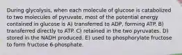 During glycolysis, when each molecule of glucose is catabolized to two molecules of pyruvate, most of the potential energy contained in glucose is A) transferred to ADP, forming ATP. B) transferred directly to ATP. C) retained in the two pyruvates. D) stored in the NADH produced. E) used to phosphorylate fructose to form fructose 6-phosphate.