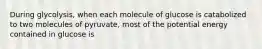 During glycolysis, when each molecule of glucose is catabolized to two molecules of pyruvate, most of the potential energy contained in glucose is