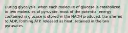 During glycolysis, when each molecule of glucose is catabolized to two molecules of pyruvate, most of the potential energy contained in glucose is stored in the NADH produced. transferred to ADP, forming ATP. released as heat. retained in the two pyruvates.