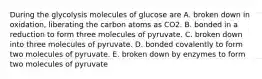 During the glycolysis molecules of glucose are A. broken down in oxidation, liberating the carbon atoms as CO2. B. bonded in a reduction to form three molecules of pyruvate. C. broken down into three molecules of pyruvate. D. bonded covalently to form two molecules of pyruvate. E. broken down by enzymes to form two molecules of pyruvate