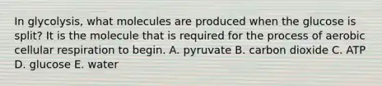 In glycolysis, what molecules are produced when the glucose is split? It is the molecule that is required for the process of aerobic <a href='https://www.questionai.com/knowledge/k1IqNYBAJw-cellular-respiration' class='anchor-knowledge'>cellular respiration</a> to begin. A. pyruvate B. carbon dioxide C. ATP D. glucose E. water