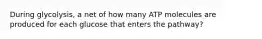 During glycolysis, a net of how many ATP molecules are produced for each glucose that enters the pathway?