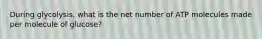 During glycolysis, what is the net number of ATP molecules made per molecule of glucose?