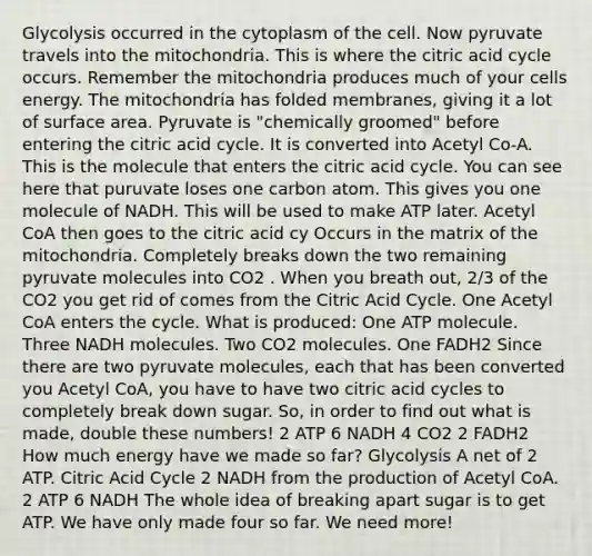 Glycolysis occurred in the cytoplasm of the cell. Now pyruvate travels into the mitochondria. This is where the citric acid cycle occurs. Remember the mitochondria produces much of your cells energy. The mitochondria has folded membranes, giving it a lot of surface area. Pyruvate is "chemically groomed" before entering the citric acid cycle. It is converted into Acetyl Co-A. This is the molecule that enters the citric acid cycle. You can see here that puruvate loses one carbon atom. This gives you one molecule of NADH. This will be used to make ATP later. Acetyl CoA then goes to the citric acid cy Occurs in the matrix of the mitochondria. Completely breaks down the two remaining pyruvate molecules into CO2 . When you breath out, 2/3 of the CO2 you get rid of comes from the Citric Acid Cycle. One Acetyl CoA enters the cycle. What is produced: One ATP molecule. Three NADH molecules. Two CO2 molecules. One FADH2 Since there are two pyruvate molecules, each that has been converted you Acetyl CoA, you have to have two citric acid cycles to completely break down sugar. So, in order to find out what is made, double these numbers! 2 ATP 6 NADH 4 CO2 2 FADH2 How much energy have we made so far? Glycolysis A net of 2 ATP. Citric Acid Cycle 2 NADH from the production of Acetyl CoA. 2 ATP 6 NADH The whole idea of breaking apart sugar is to get ATP. We have only made four so far. We need more!