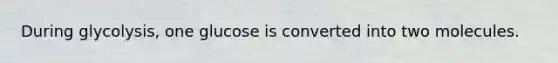During glycolysis, one glucose is converted into two molecules.