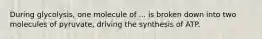 During glycolysis, one molecule of ... is broken down into two molecules of pyruvate, driving the synthesis of ATP.