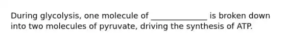 During glycolysis, one molecule of ______________ is broken down into two molecules of pyruvate, driving the synthesis of ATP.