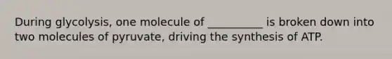 During glycolysis, one molecule of __________ is broken down into two molecules of pyruvate, driving the synthesis of ATP.