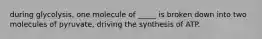 during glycolysis, one molecule of _____ is broken down into two molecules of pyruvate, driving the synthesis of ATP.