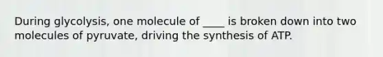 During glycolysis, one molecule of ____ is broken down into two molecules of pyruvate, driving the synthesis of ATP.