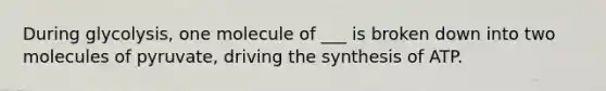 During glycolysis, one molecule of ___ is broken down into two molecules of pyruvate, driving the synthesis of ATP.