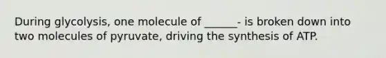 During glycolysis, one molecule of ______- is broken down into two molecules of pyruvate, driving the synthesis of ATP.