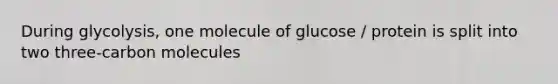 During glycolysis, one molecule of glucose / protein is split into two three-carbon molecules