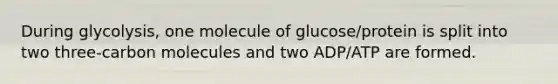 During glycolysis, one molecule of glucose/protein is split into two three-carbon molecules and two ADP/ATP are formed.