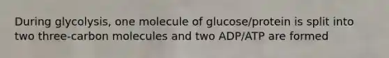 During glycolysis, one molecule of glucose/protein is split into two three-carbon molecules and two ADP/ATP are formed