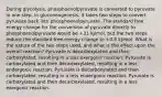 During glycolysis, phosphoenolpyruvate is converted to pyruvate in one step. In gluconeogenesis, it takes two steps to convert pyruvate back into phosphoenolpyruvate. The standard free energy change for the conversion of pyruvate directly to phosphoenolpyruvate would be +31 kJ/mol, but the two steps reduce the standard free energy change to +0.8 kJ/mol. What is the nature of the two steps used, and what is the effect upon the overall reaction? Pyruvate is decarboxylated and then carboxylated, resulting in a less exergonic reaction. Pyruvate is carboxylated and then decarboxylated, resulting in a less endergonic reaction. Pyruvate is decarboxylated and then carboxylated, resulting in a less endergonic reaction. Pyruvate is carboxylated and then decarboxylated, resulting in a less exergonic reaction.