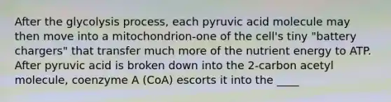 After the glycolysis process, each pyruvic acid molecule may then move into a mitochondrion-one of the cell's tiny "battery chargers" that transfer much more of the nutrient energy to ATP. After pyruvic acid is broken down into the 2-carbon acetyl molecule, coenzyme A (CoA) escorts it into the ____