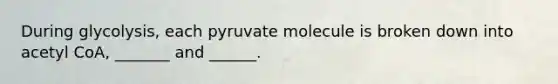 During glycolysis, each pyruvate molecule is broken down into acetyl CoA, _______ and ______.