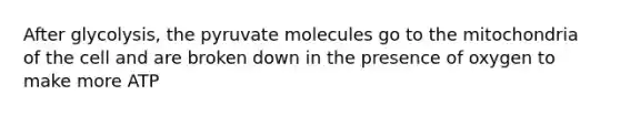 After glycolysis, the pyruvate molecules go to the mitochondria of the cell and are broken down in the presence of oxygen to make more ATP