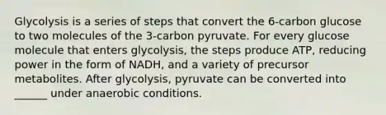 Glycolysis is a series of steps that convert the 6-carbon glucose to two molecules of the 3-carbon pyruvate. For every glucose molecule that enters glycolysis, the steps produce ATP, reducing power in the form of NADH, and a variety of precursor metabolites. After glycolysis, pyruvate can be converted into ______ under anaerobic conditions.