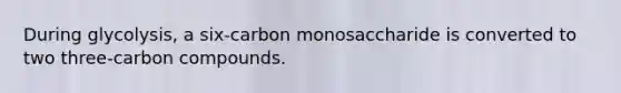 During glycolysis, a six-carbon monosaccharide is converted to two three-carbon compounds.