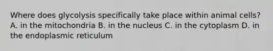 Where does glycolysis specifically take place within animal cells? A. in the mitochondria B. in the nucleus C. in the cytoplasm D. in the endoplasmic reticulum