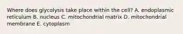 Where does glycolysis take place within the cell? A. endoplasmic reticulum B. nucleus C. mitochondrial matrix D. mitochondrial membrane E. cytoplasm