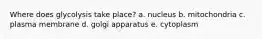 Where does glycolysis take place? a. nucleus b. mitochondria c. plasma membrane d. golgi apparatus e. cytoplasm