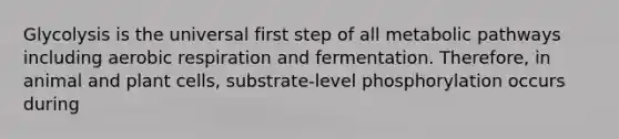 Glycolysis is the universal first step of all metabolic pathways including aerobic respiration and fermentation. Therefore, in animal and plant cells, substrate-level phosphorylation occurs during