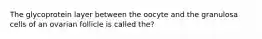 The glycoprotein layer between the oocyte and the granulosa cells of an ovarian follicle is called the?