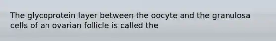 The glycoprotein layer between the oocyte and the granulosa cells of an ovarian follicle is called the