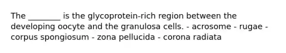 The ________ is the glycoprotein-rich region between the developing oocyte and the granulosa cells. - acrosome - rugae - corpus spongiosum - zona pellucida - corona radiata