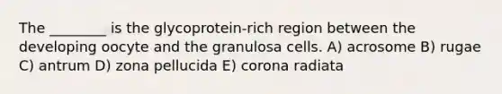 The ________ is the glycoprotein-rich region between the developing oocyte and the granulosa cells. A) acrosome B) rugae C) antrum D) zona pellucida E) corona radiata