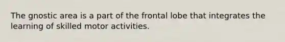 The gnostic area is a part of the frontal lobe that integrates the learning of skilled motor activities.