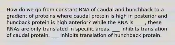 How do we go from constant RNA of caudal and hunchback to a gradient of proteins where caudal protein is high in posterior and huncback protein is high anterior? While the RNA is ____, these RNAs are only translated in specific areas. ___ inhibits translation of caudal protein. ___ inhibits translation of hunchback protein.