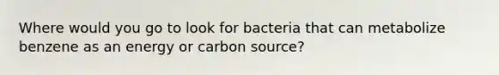 Where would you go to look for bacteria that can metabolize benzene as an energy or carbon source?