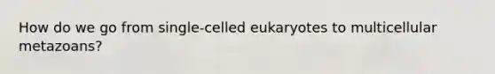 How do we go from single-celled eukaryotes to multicellular metazoans?