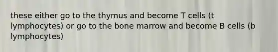 these either go to the thymus and become T cells (t lymphocytes) or go to the bone marrow and become B cells (b lymphocytes)